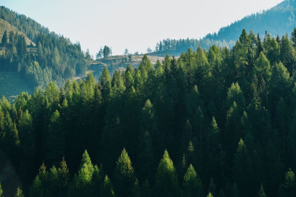 Protecția pădurilor și a biodiversității: de ce este important și cum putem ajuta