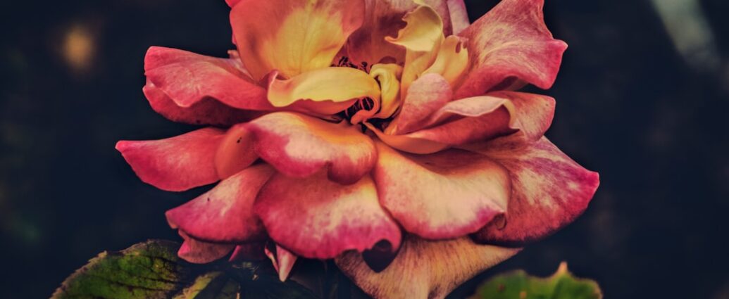 Photo Instagram page