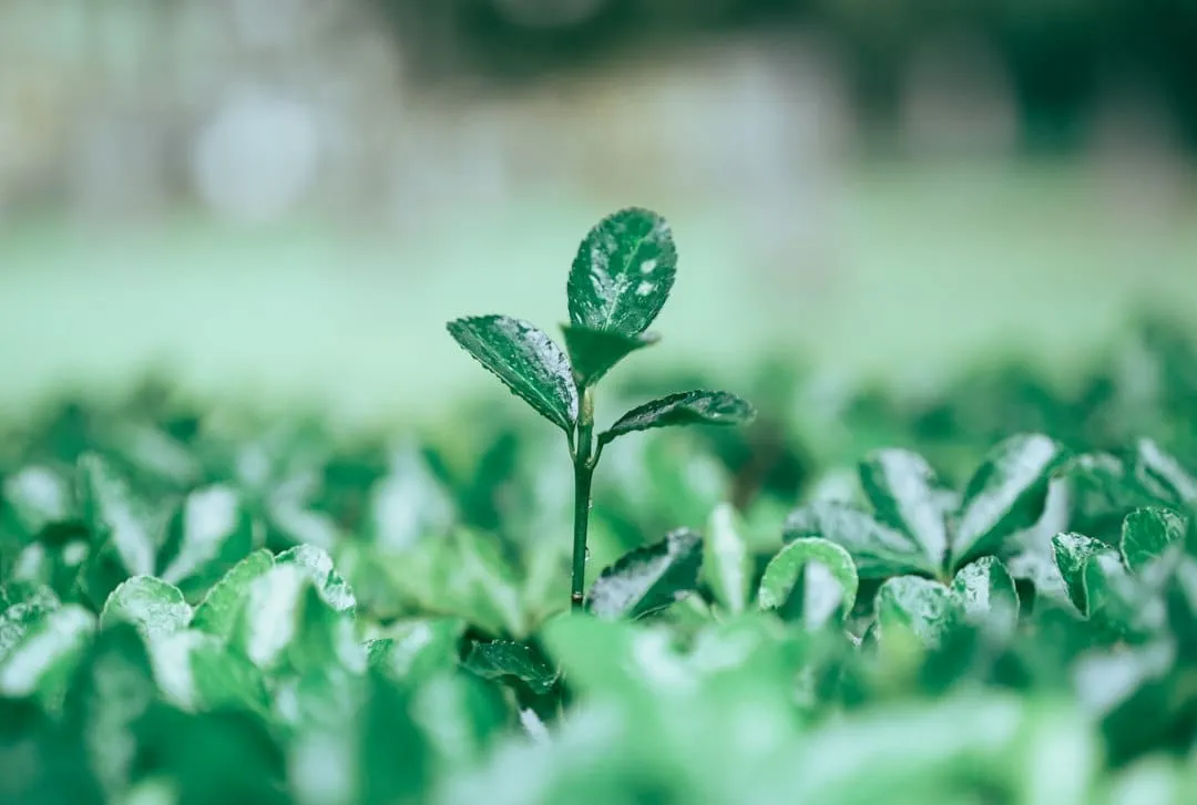 Photo sustainable business model